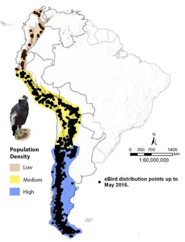 Where do condors live